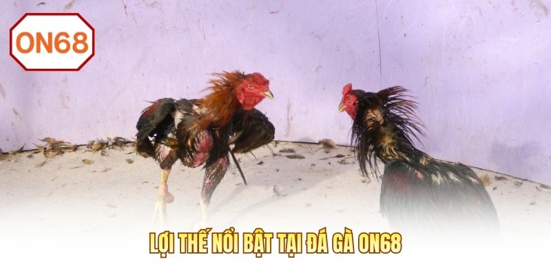 Lợi thế nổi bật tại đá gà ON68