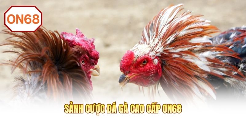 Sảnh cược đá gà cao cấp ON68